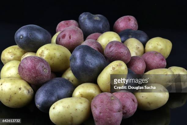 potatoes of different colors and varieties (solanum tuberosum) - american potato farm stockfoto's en -beelden