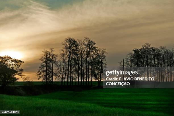 sunset at dusk on an agriculture farm - árvore stock-fotos und bilder