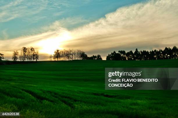 sunset at dawn on an agriculture farm in the londrina region of brazil - árvore stock pictures, royalty-free photos & images