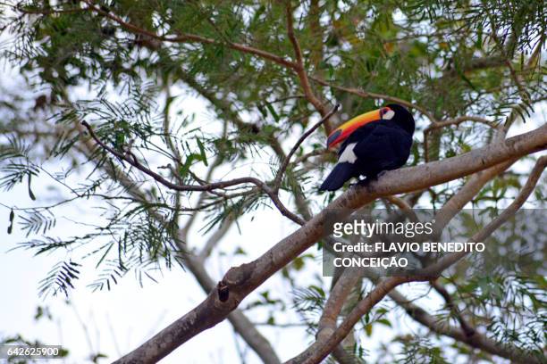 bird of the tucano species in a tree in the pantanal brazil - árvore 個照片及圖片檔