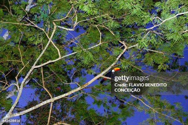 bird of the tucano species in a tree in the pantanal brazil - árvore stock-fotos und bilder