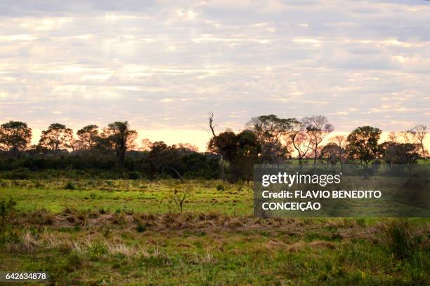 sunrise overlooking the marsh in the miranda - árvore 個照片及圖片檔