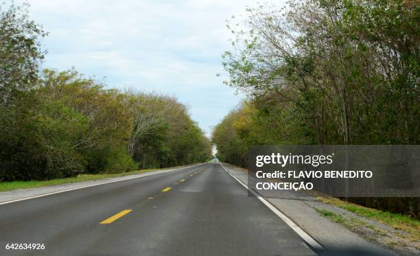 highway to pantanal brazil - árvore 個照片及圖片檔