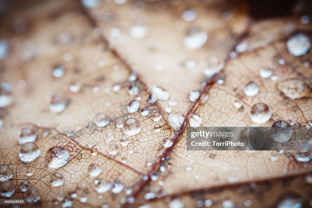 4 Seasons - Raindrops on autumn leaf