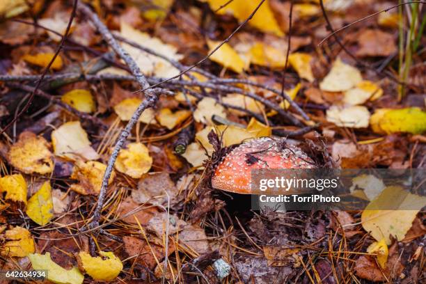 4 seasons - amanita in autumn forest - warning coloration stockfoto's en -beelden