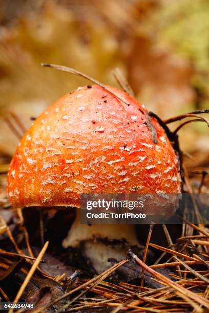 4 seasons - amanita in autumn forest - warning coloration stockfoto's en -beelden