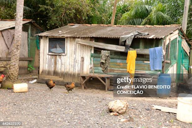 house in the pantanal of mato grosso do sul in brazil - estrutura construída stock-fotos und bilder