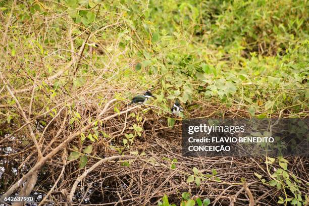 birds in the pantanal of mato grosso do sul in brazil. - árvore stock-fotos und bilder