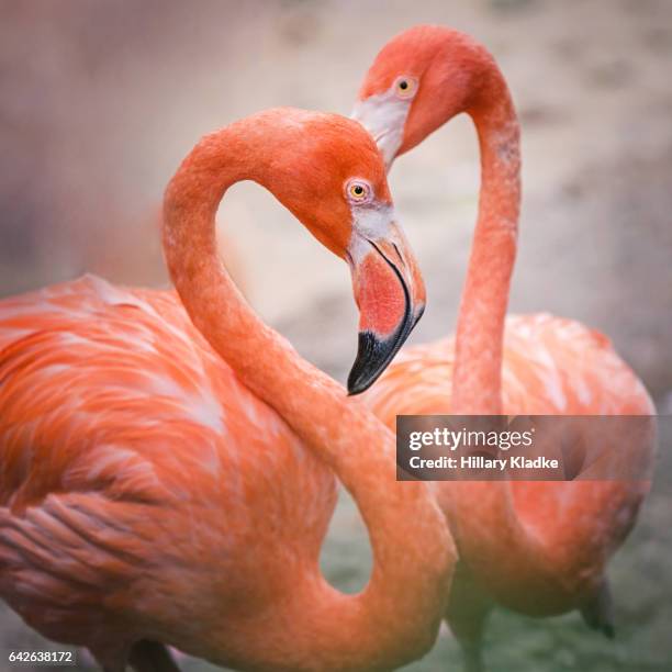 flamingos in shape of heart - flamingo heart fotografías e imágenes de stock