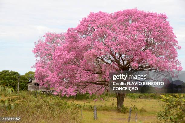 purple flower tree in the pantanal of brazil. - árvore stock pictures, royalty-free photos & images