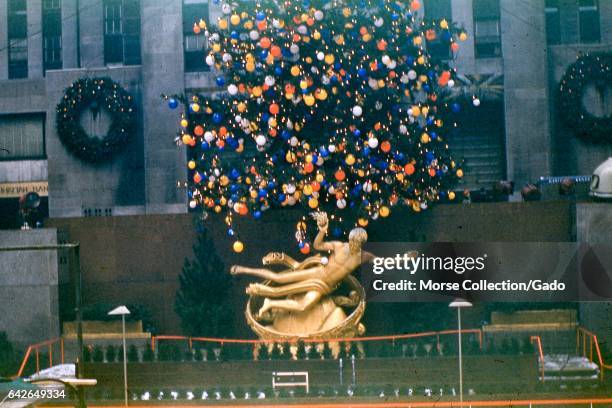 106 Prometheus Tree Stock Photos, High-Res Pictures, and Images - Getty ...