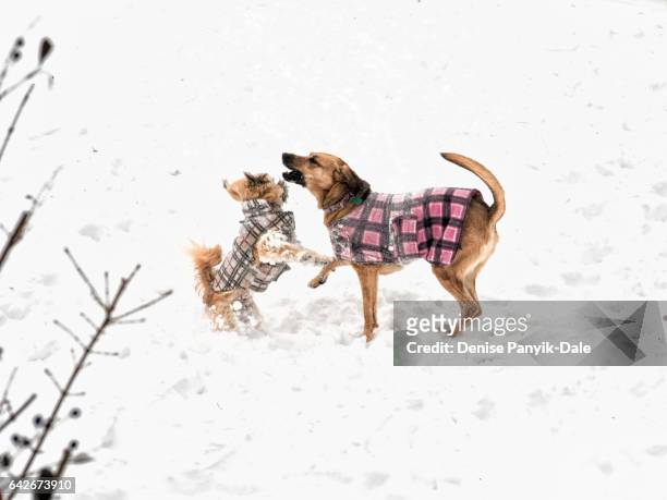 dogs playing in snow - dog coat stock pictures, royalty-free photos & images