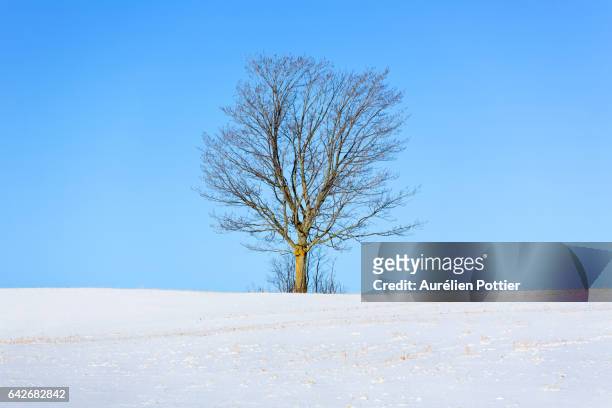 winter, a leafless tree - province du québec stock pictures, royalty-free photos & images