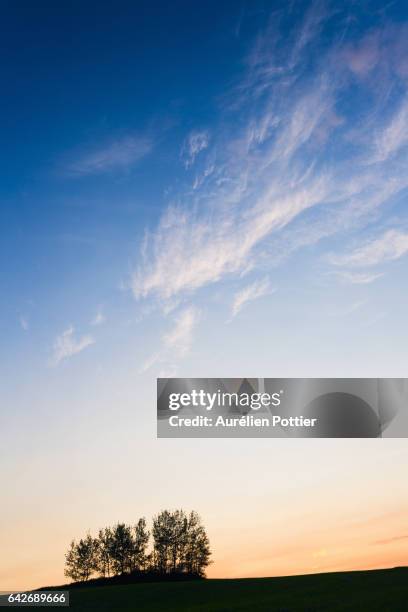 lac-des-aigles, trees at dusk - province du québec stock pictures, royalty-free photos & images