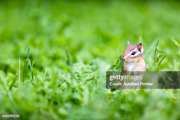 chipmunk - province du québec stock pictures, royalty-free photos & images