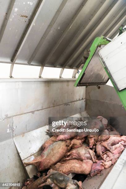 truck unloading pig carcases on a treatment plant - biomasse stock-fotos und bilder