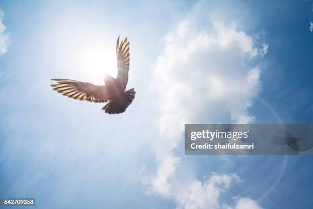 pigeon flying high above me on sunny day - colomba foto e immagini stock