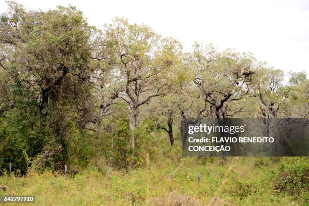 landscape of the pantanal with the forest - árvore 個照片及圖片檔