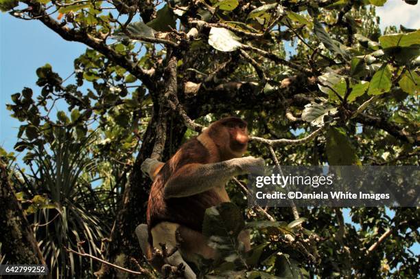 proboscis monkey, bako national park,  borneo, malaysia - ugly monkey stock-fotos und bilder