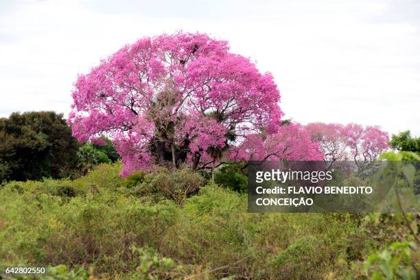 landscape with purple ipê trees with pantanal flower - árvore stock pictures, royalty-free photos & images