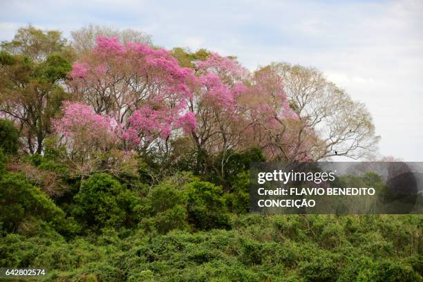 landscape with purple ipê trees with pantanal flower - árvore 個照片及圖片檔