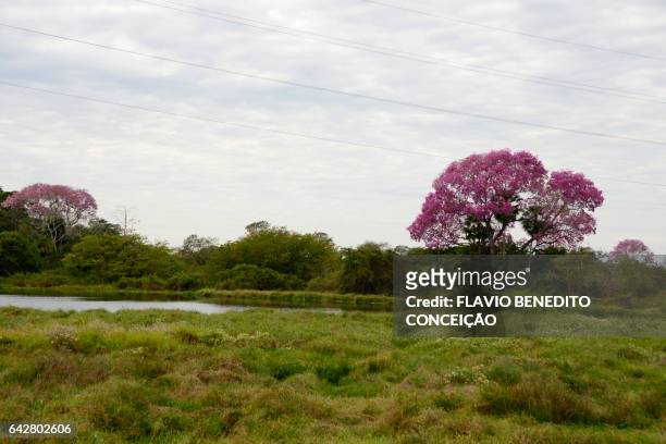 landscape with purple ipê trees with pantanal flower brazil - árvore stock-fotos und bilder