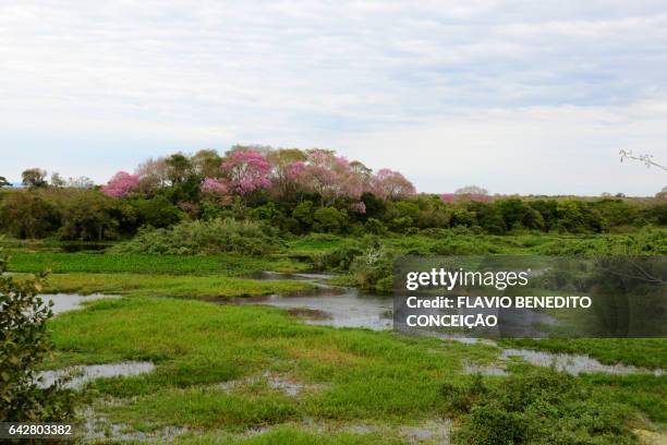 landscape with purple ipê trees with pantanal flower - árvore stock pictures, royalty-free photos & images