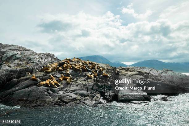 argentinien ushuaia seelöwen auf einer insel in den beagle-kanal - argentinien island stock-fotos und bilder