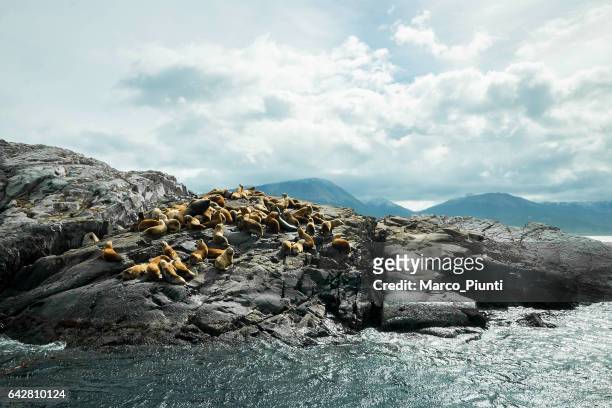 argentina ushuaia sea lions on island at beagle channel - falkland islands stock pictures, royalty-free photos & images