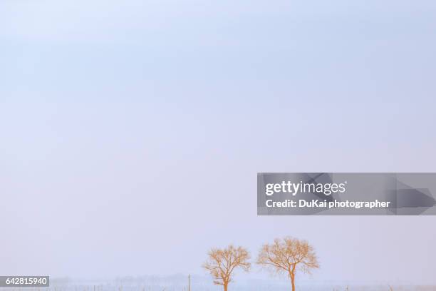 trees of the winter outdoor - heilongjiang province 個照片及圖片檔