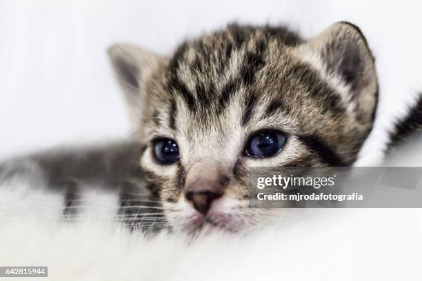 sweet kitty look - mjrodafotografia stock pictures, royalty-free photos & images