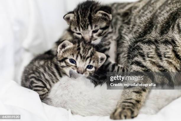 time to play small kittens - mjrodafotografia stock pictures, royalty-free photos & images