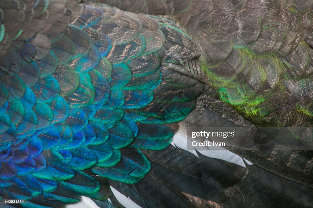 Full Frame of Colorful Bird Feather