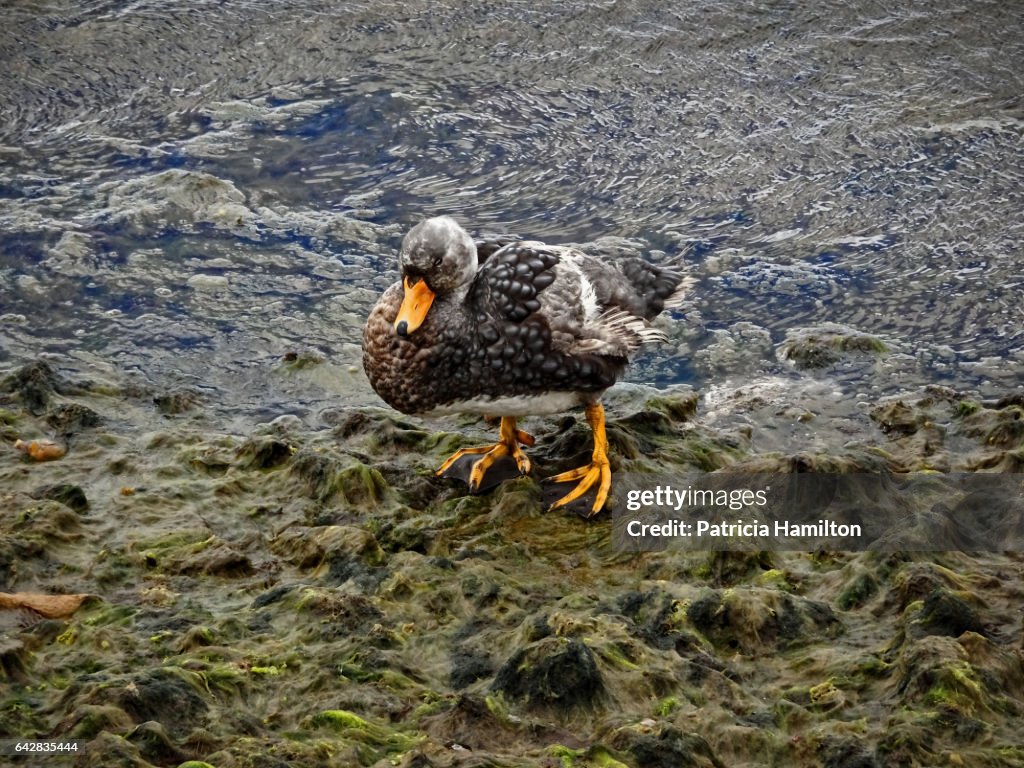 Falklands Steamer Duck