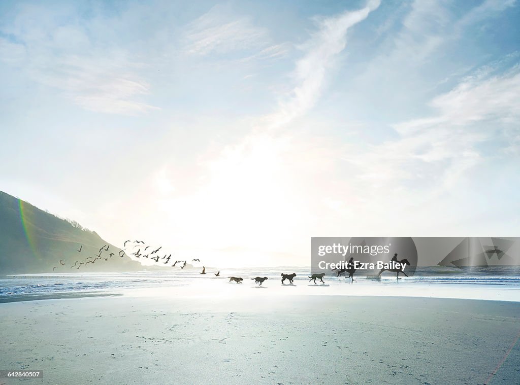 Conceptual shot of riders, dogs and birds on beach