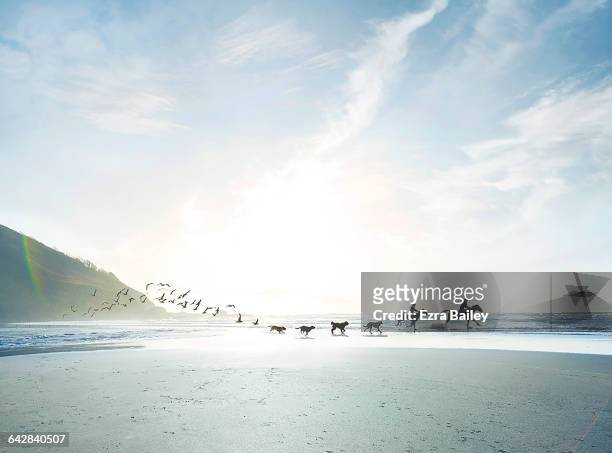 conceptual shot of riders, dogs and birds on beach - série séquentielle photos et images de collection