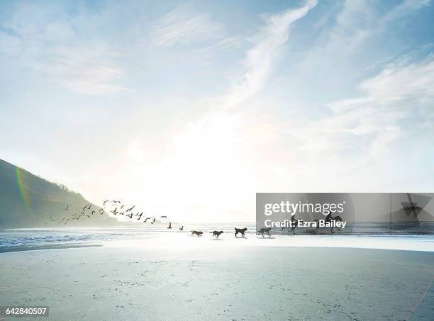 conceptual shot of riders, dogs and birds on beach - woman running silhouette stockfoto's en -beelden