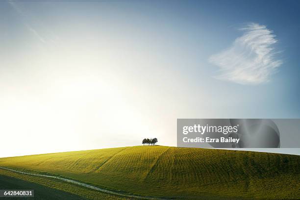 cluster of trees on hilltop against blue sky - colina fotografías e imágenes de stock