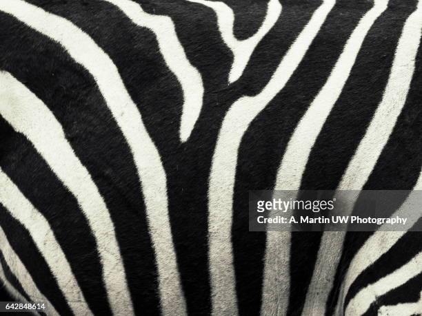zebra pattern - zebra print stockfoto's en -beelden