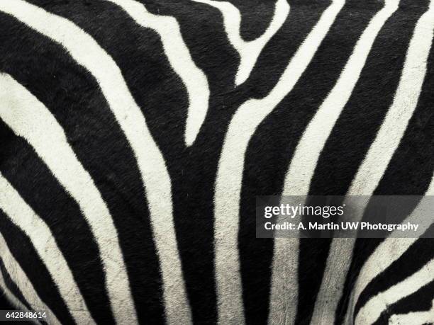 zebra pattern - zebra bildbanksfoton och bilder