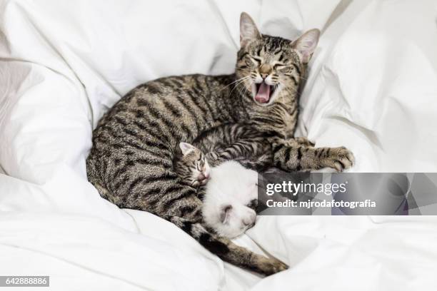 time to nap cats family - mjrodafotografia stock pictures, royalty-free photos & images