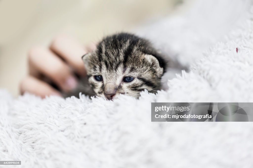 Kitten in arms
