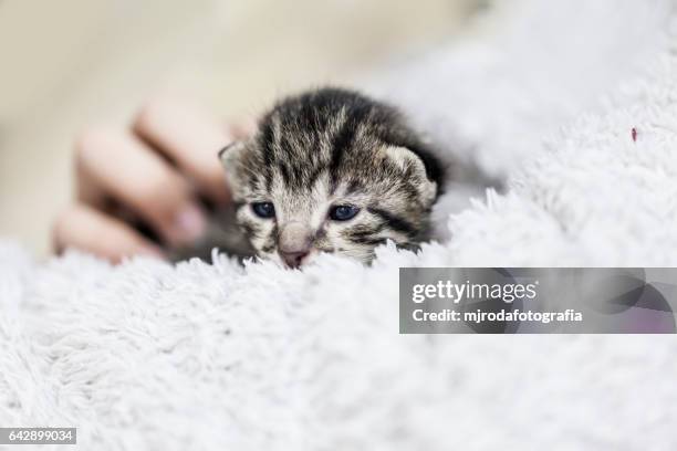 kitten in arms - mjrodafotografia stock pictures, royalty-free photos & images