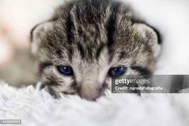 kitten looking at camera - mjrodafotografia stock pictures, royalty-free photos & images