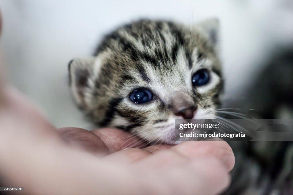 Beautiful kitten