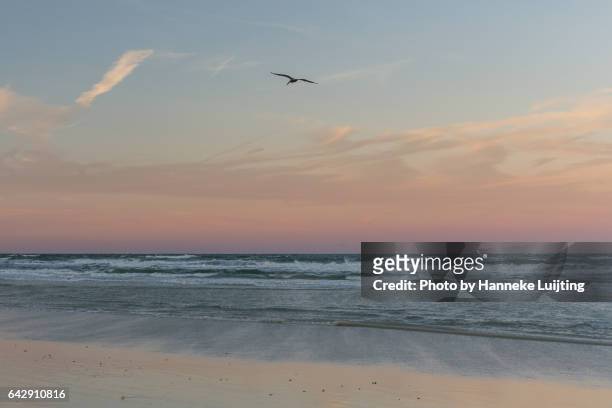 pink sunset at new smyrna beach - ニュースムーナ・ビーチ ストックフォトと画像