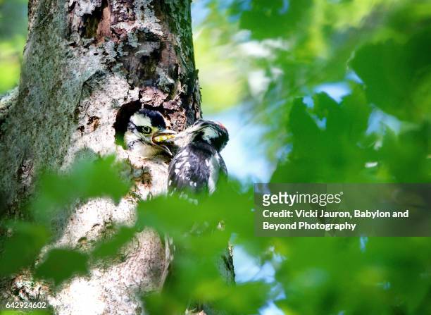 mother hairy woodpecker feeding baby - carmine persico foto e immagini stock