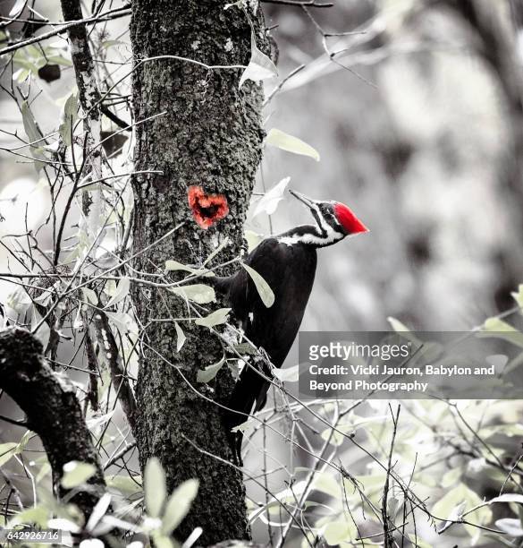 pilated woodpecker with selective color at six mile cypress slough - carmine persico foto e immagini stock