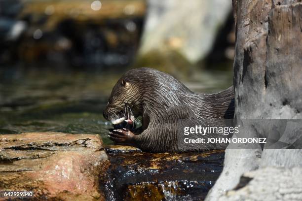 Neotropical otter is seen at Aurora zoo in Guatemala City on February 19, 2017. / AFP / JOHAN ORDONEZ