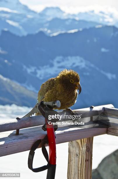 kea (a mountain parrot) playing with an ice axe - kea stock pictures, royalty-free photos & images